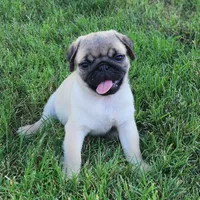 Male 2, a male Pug for sale in Gold Hill, OR – 2 of 2