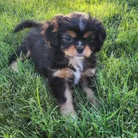 Lil Girl 1, a female Cavalier King Charles Spaniel and Japanese Chin for sale in Gold Hill, OR – 3 of 3