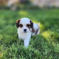 Domino Male 2, a female Cavapoo for sale in Gold Hill, OR – 2 of 3