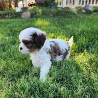 Domino Male 2, a female Cavapoo for sale in Gold Hill, OR – 1 of 3