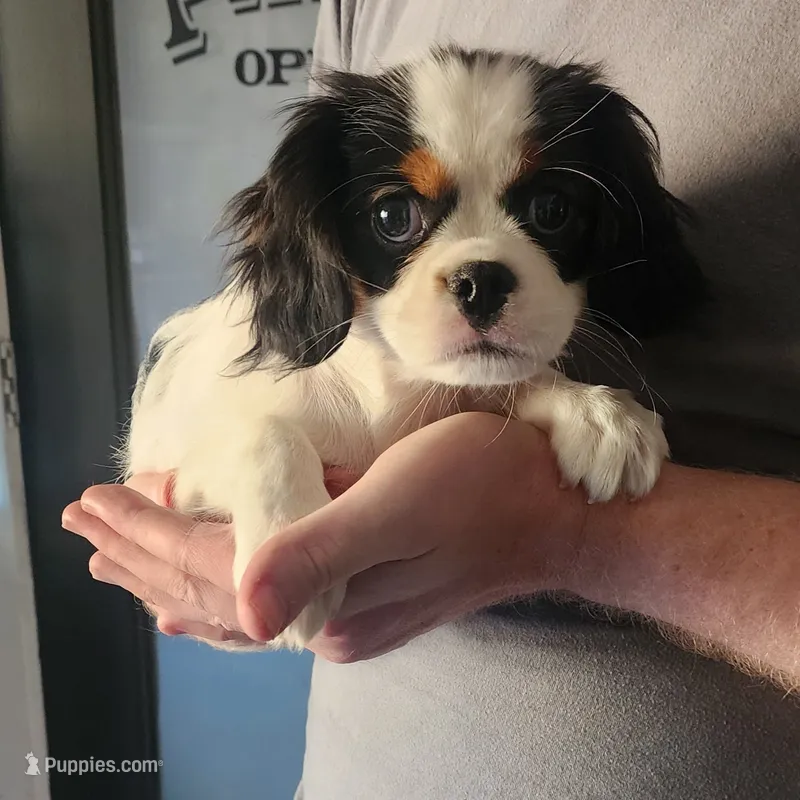 Male  – Cavalier King Charles Spaniel, Japanese Chin puppy for sale in Gold Hill, OR
