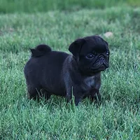 Female, a female Pug for sale in Gold Hill, OR – 2 of 2