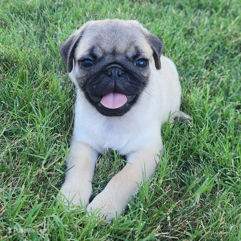 Male 3 – Pug puppy for sale in Gold Hill, OR