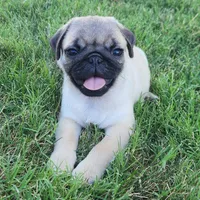 Male 3, a male Pug for sale in Gold Hill, OR – 1 of 2