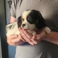 Male , a male Cavalier King Charles Spaniel and Japanese Chin for sale in Gold Hill, OR – 2 of 2