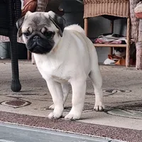 Pug Male 2, a male Pug for sale in Gold Hill, OR – 3 of 3