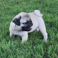 Male 3, a male Pug for sale in Gold Hill, OR – 2 of 2