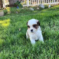 Domino Male 2, a female Cavapoo for sale in Gold Hill, OR – 3 of 3