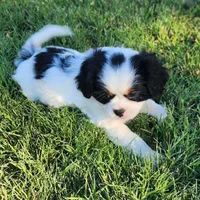 Boy , a female Cavalier King Charles Spaniel and Japanese Chin for sale in Gold Hill, OR – 3 of 4