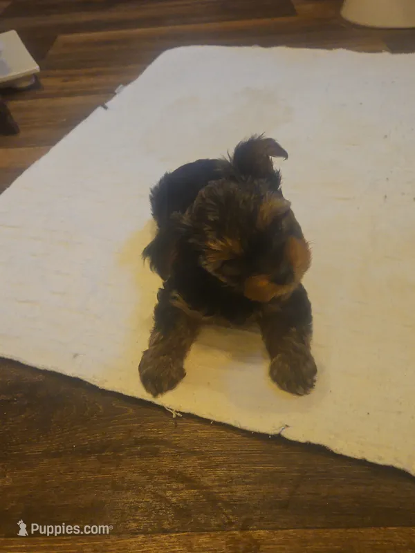 boy2 – Yorkshire Terrier puppy for sale in Luray, VA