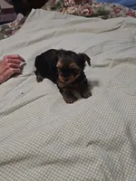 boy 1, a male Yorkshire Terrier for sale in Luray, VA – 1 of 1