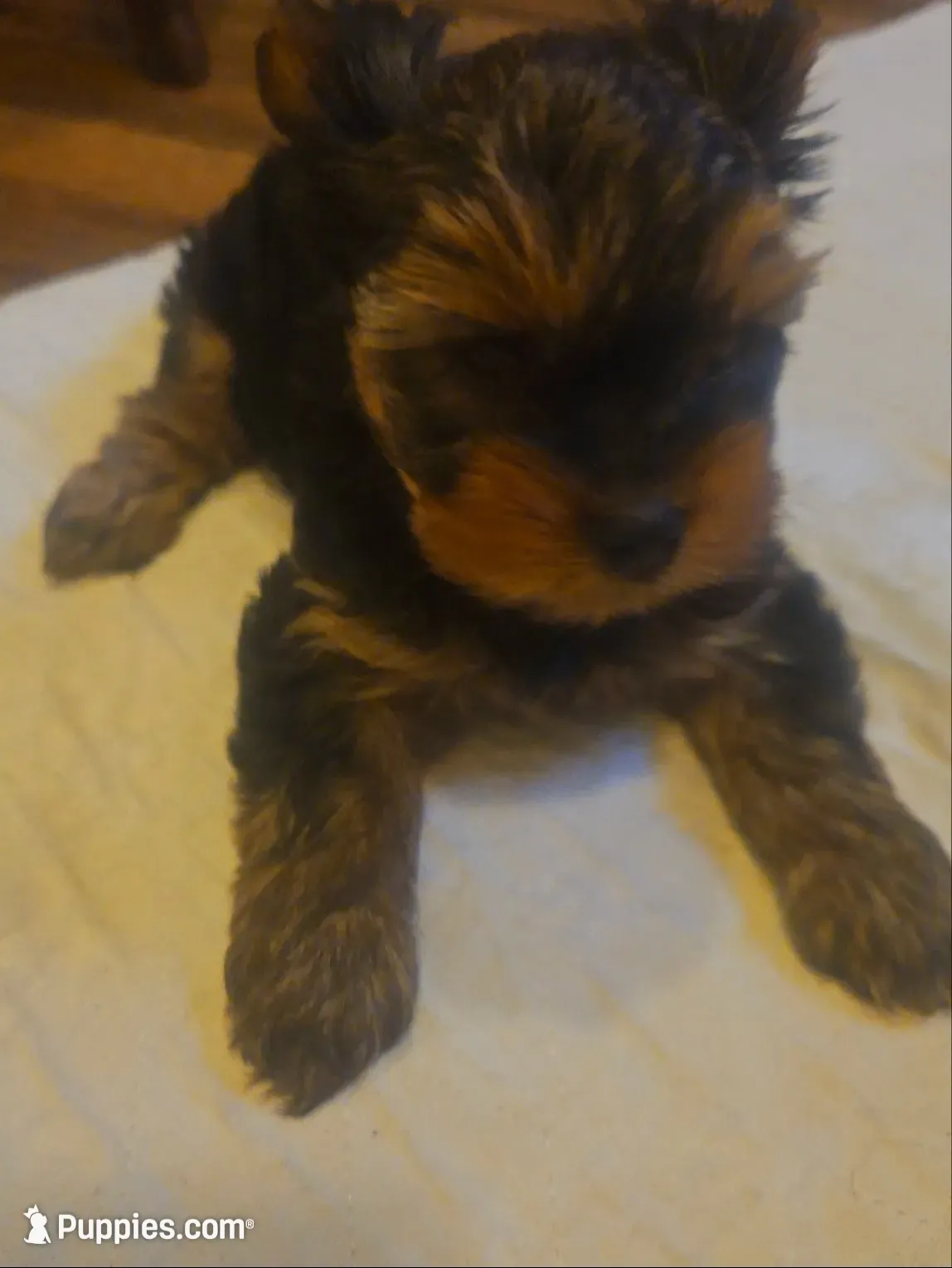 boy2, a male Yorkshire Terrier for sale in Luray, VA – 2 of 2