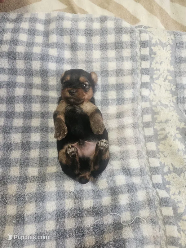 boy2 – Yorkshire Terrier puppy for sale in Luray, VA