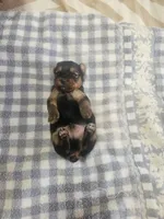 boy2, a male Yorkshire Terrier for sale in Luray, VA – 1 of 1
