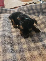 sweet girl, a female Yorkshire Terrier for sale in Luray, VA – Photo 3 of 3