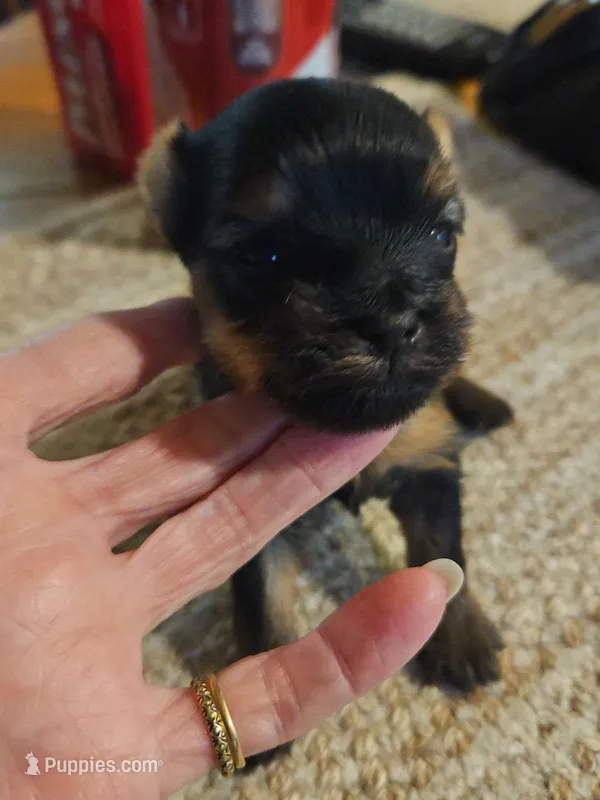 sweet girl, a female Yorkshire Terrier for sale in Luray, VA – Photo 1 of 1