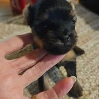 sweet girl, a female Yorkshire Terrier for sale in Luray, VA – Photo 2 of 3