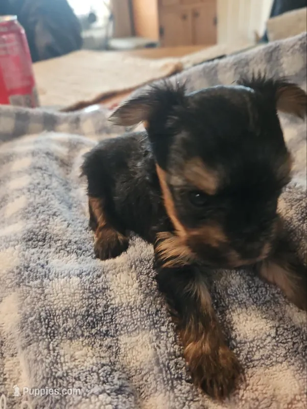 sweet girl – Yorkshire Terrier puppy for sale in Luray, VA