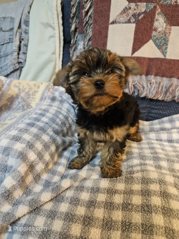 boy2 – Yorkshire Terrier puppy for sale in Luray, VA