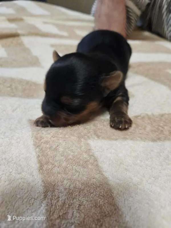 boy 1 – Yorkshire Terrier puppy for sale in Luray, VA