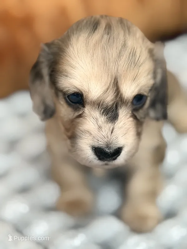 Siri  – Miniature Dachshund puppy for sale in Boiling Springs, SC
