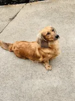 Siri , a female Miniature Dachshund for sale in Boiling Springs, SC – 3 of 8