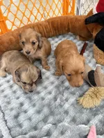 Gracie, a female Miniature Dachshund for sale in Boiling Springs, SC – 8 of 8