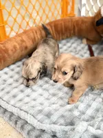 Siri , a female Miniature Dachshund for sale in Boiling Springs, SC – 8 of 8