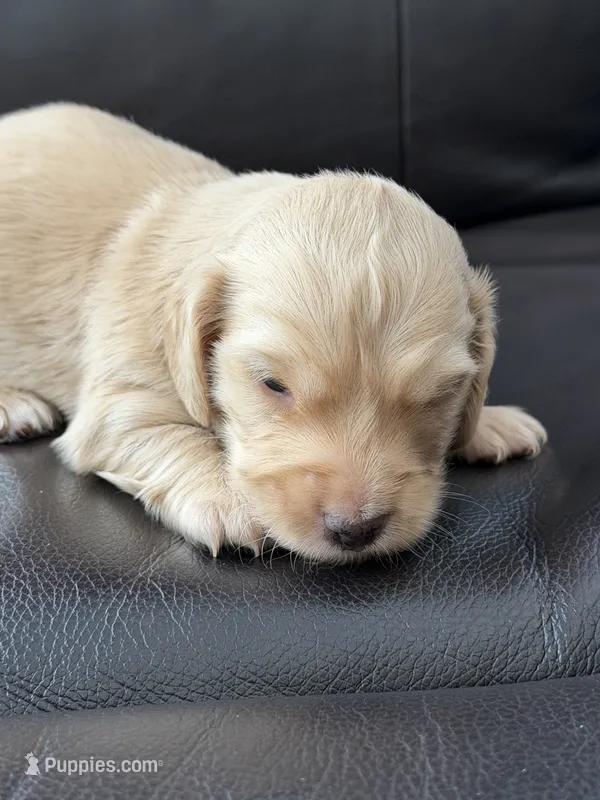 Echo – Miniature Dachshund puppy for sale in Boiling Springs, SC