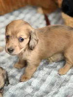 Gracie, a female Miniature Dachshund for sale in Boiling Springs, SC – 7 of 8