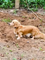 Siri , a female Miniature Dachshund for sale in Boiling Springs, SC – 4 of 8