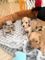 Siri , a female Miniature Dachshund for sale in Boiling Springs, SC – 2 of 8