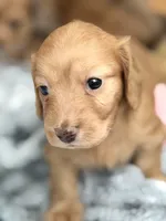 Gracie, a female Miniature Dachshund for sale in Boiling Springs, SC – 4 of 8
