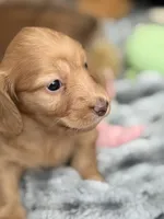 Gracie, a female Miniature Dachshund for sale in Boiling Springs, SC – 1 of 8