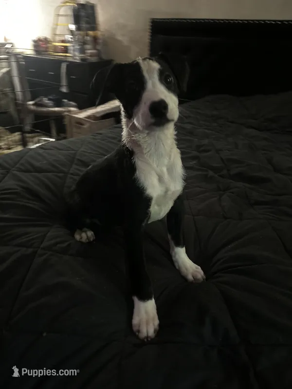 No name  – American Pit Bull Terrier, Labrador Retriever puppy for sale in Leesburg, FL