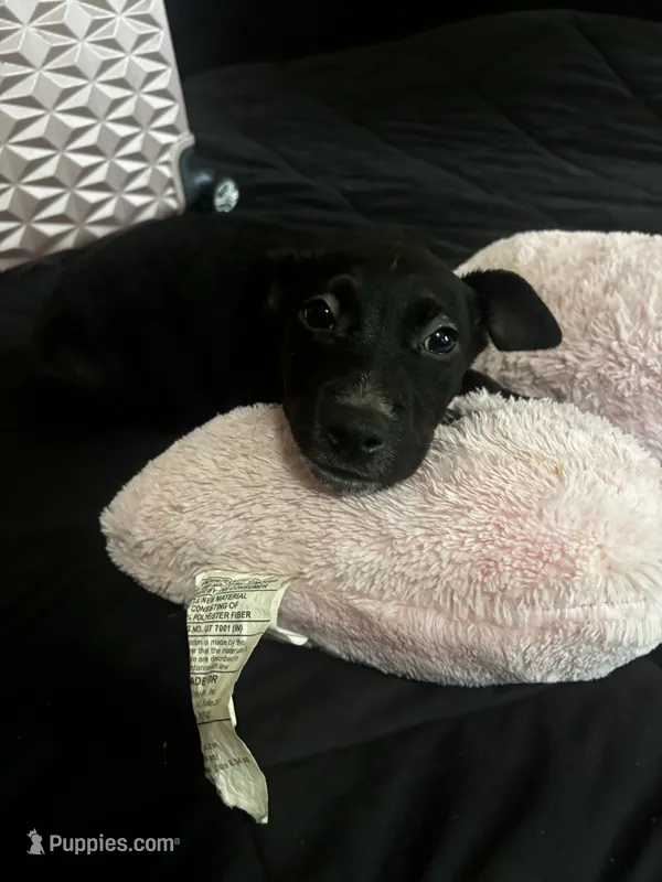 no name  – American Pit Bull Terrier, Labrador Retriever puppy for sale in Leesburg, FL