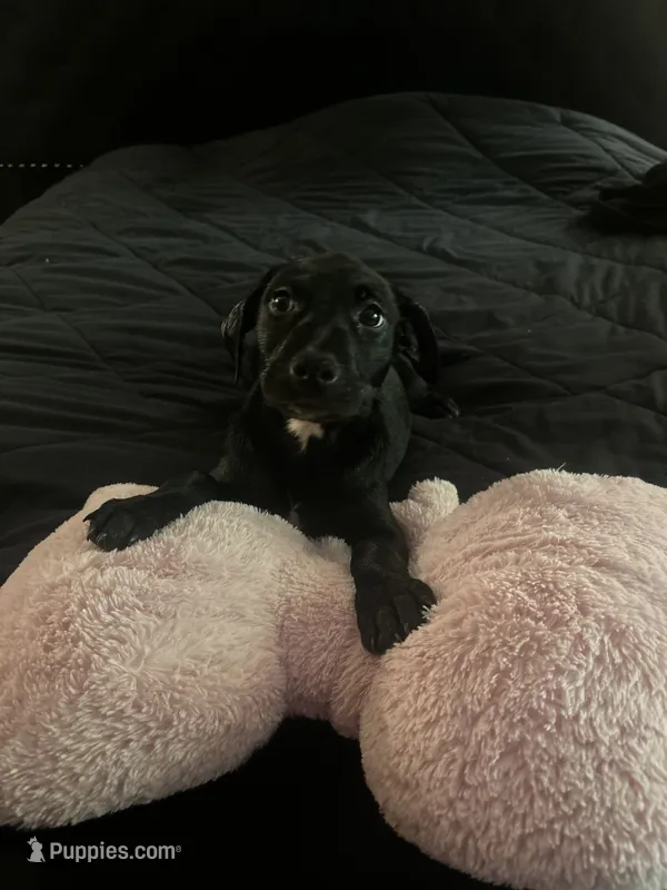 No name  – American Pit Bull Terrier, Labrador Retriever puppy for sale in Leesburg, FL