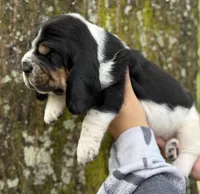  Ollin, a male Basset Hound for sale in Poplarville, MS – 9 of 9