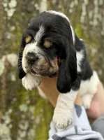  Ollin, a male Basset Hound for sale in Poplarville, MS – 8 of 9