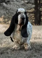 Margo, a female Basset Hound for sale in Poplarville, MS – Photo 3 of 7