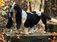 Margo, a female Basset Hound for sale in Poplarville, MS – Photo 5 of 7