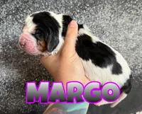 Margo, a female Basset Hound for sale in Poplarville, MS – Photo 1 of 7