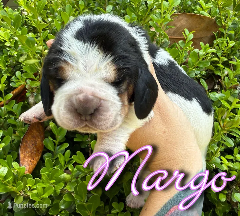 Margo – Basset Hound puppy for sale in Poplarville, MS