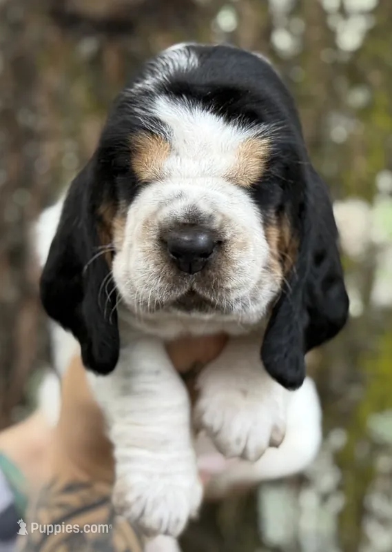 Margo – Basset Hound puppy for sale in Poplarville, MS