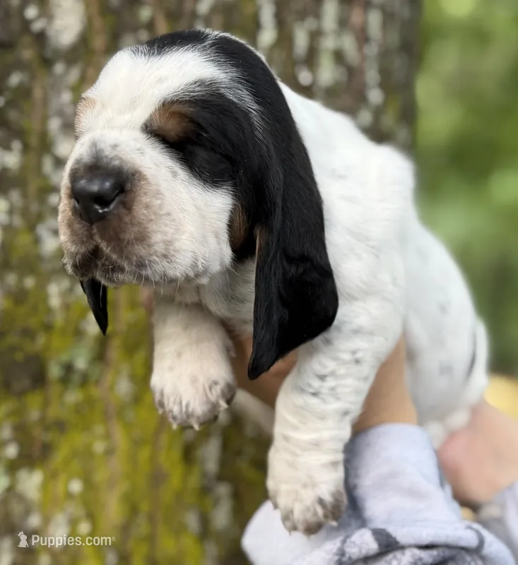 Anthony – Basset Hound puppy for sale in Poplarville, MS