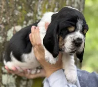  Ollin, a male Basset Hound for sale in Poplarville, MS – 6 of 9