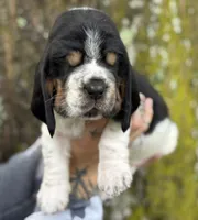  Ollin, a male Basset Hound for sale in Poplarville, MS – 4 of 9
