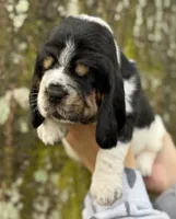  Ollin, a male Basset Hound for sale in Poplarville, MS – 7 of 9