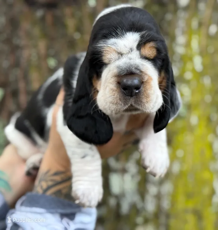 Daphne – Basset Hound puppy for sale in Poplarville, MS