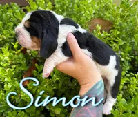 Simon, a male Basset Hound for sale in Poplarville, MS – Photo 4 of 4